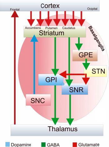 The neuronal pathways of the basal ganglia